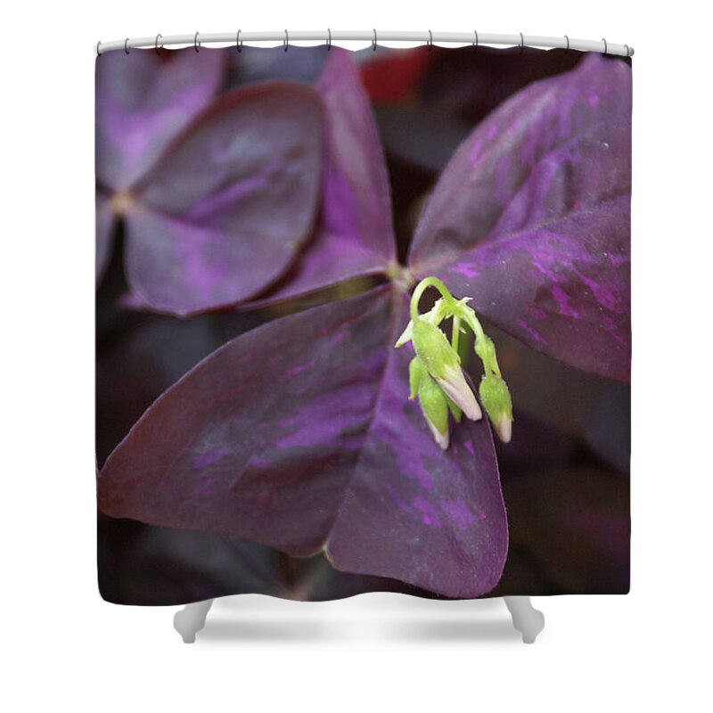  Shower Curtain featuring the photograph Purple Shamrock Buds by Heather E Harman