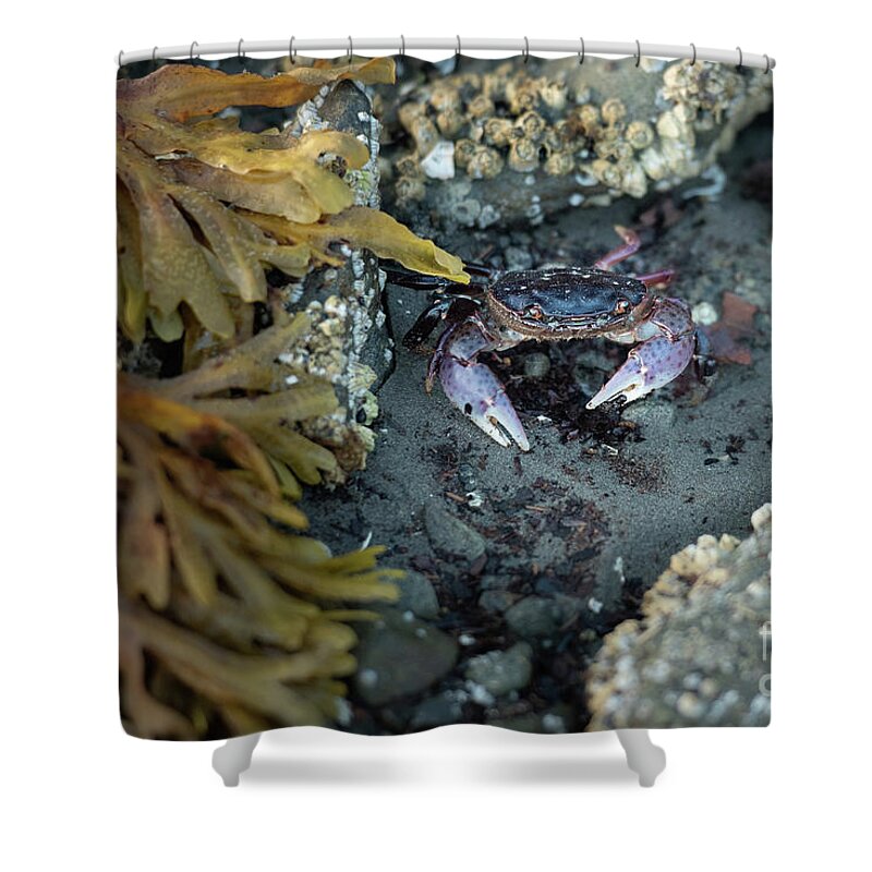 Alaska Shower Curtain featuring the photograph Purple Shore Crab in Sitka by Nancy Gleason