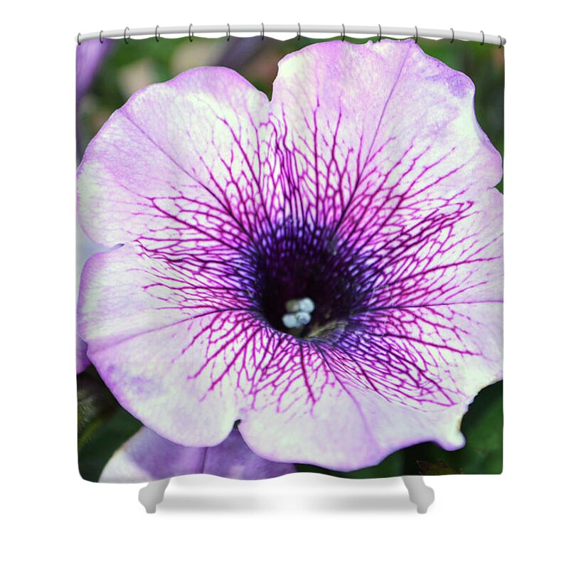 Petunia Shower Curtain featuring the photograph Purple Vein by Terence Davis