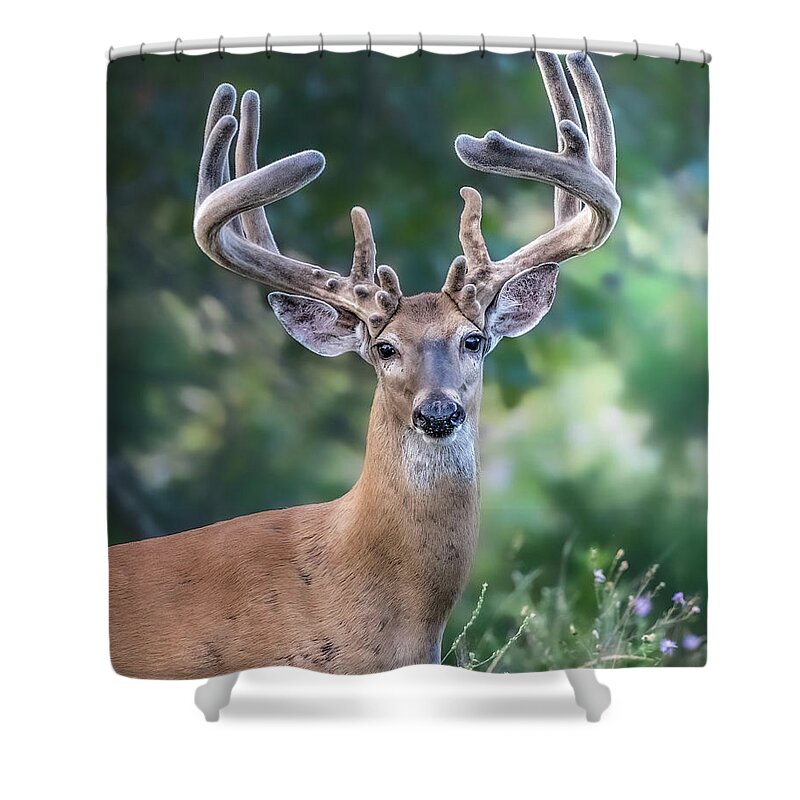 Deer Shower Curtain featuring the photograph Purple Velvet by James Overesch