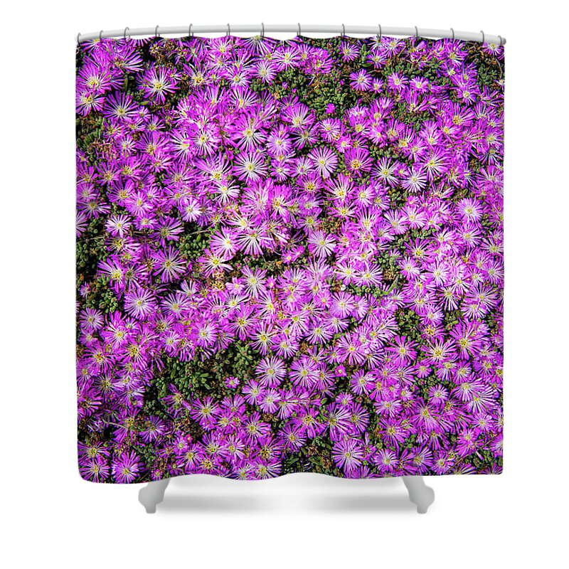 Ca Route 1 Shower Curtain featuring the photograph Purplish Pinkish Blooms by David Levin