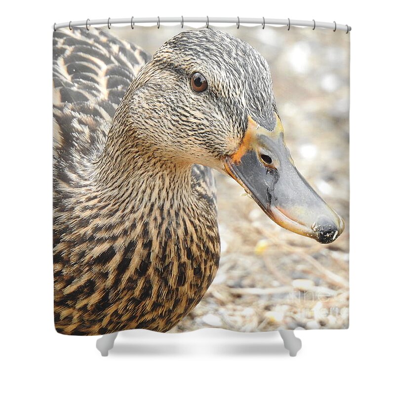 Female Shower Curtain featuring the photograph Quack by Eunice Miller