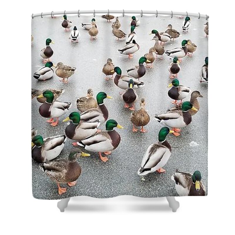 Sea Shower Curtain featuring the photograph Quack by Michael Graham