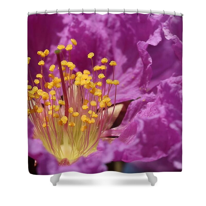 Queen's Crepe Myrtle Shower Curtain featuring the photograph Queen's Crepe Myrtle Flower by Mingming Jiang