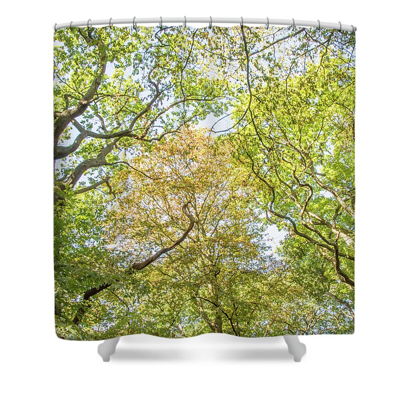 Queen's Wood Shower Curtain featuring the photograph Queen's Wood Trees Fall 2 by Edmund Peston