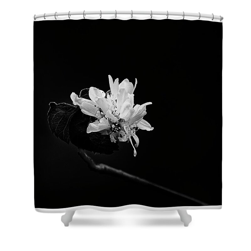 Flowers Shower Curtain featuring the photograph Quiet Beauty by Angela Moyer