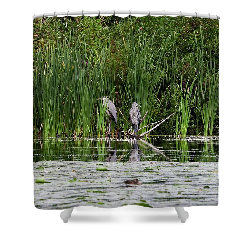 Ardea Cinerea Shower Curtain featuring the photograph Quiet moment. Grey heron by Jouko Lehto