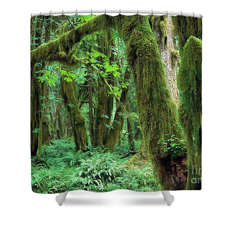 00173596 Shower Curtain featuring the photograph Quinault Rain Forest by Tim Fitzharris