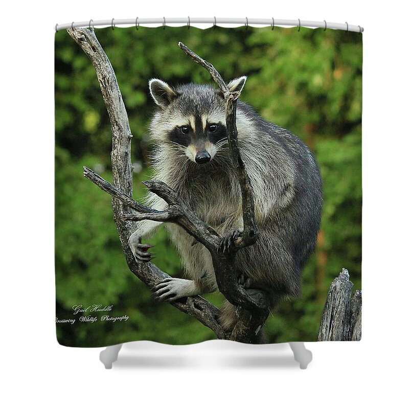 Common Raccoon Shower Curtain featuring the photograph Raccoon At Dusk 4 by Gail Huddle