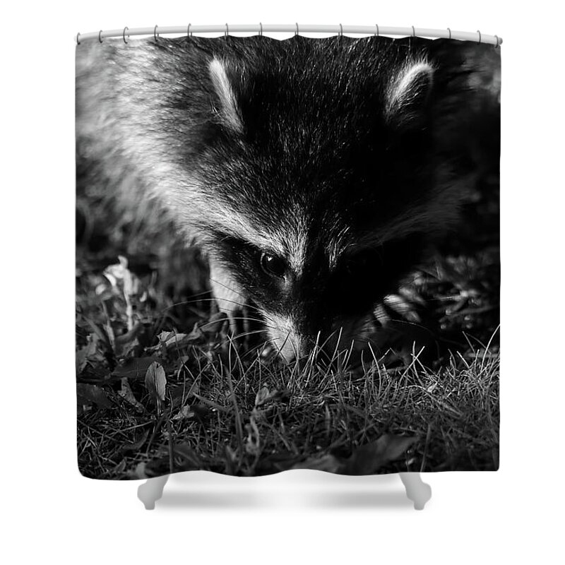 Racoon Shower Curtain featuring the photograph Racoon by Brook Burling