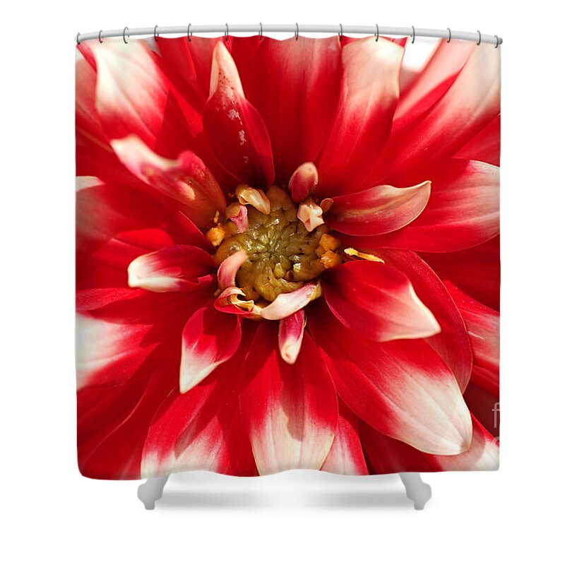 Fire And Ice Shower Curtain featuring the photograph Radiant Dahlia by Joy Watson
