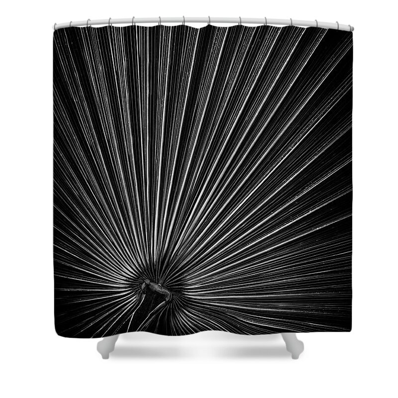 Palm Shower Curtain featuring the photograph Radiating Lines - Vertical by Elvira Peretsman