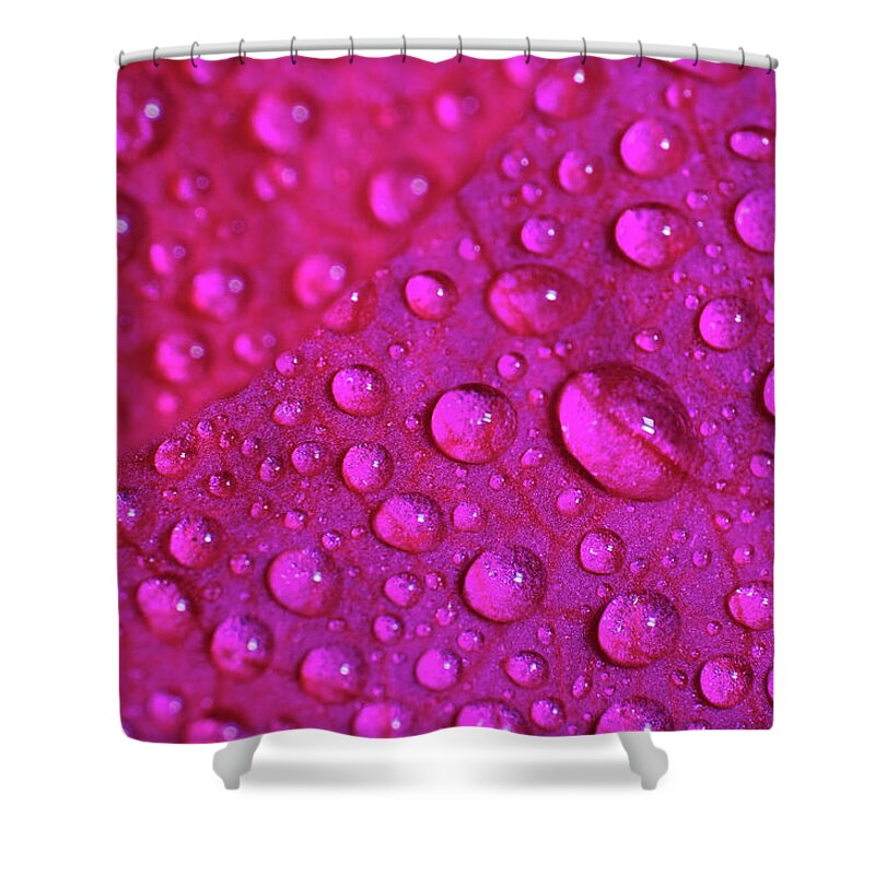 Flower Shower Curtain featuring the photograph Rain and Bougainvillea Petals by Angelo DeVal