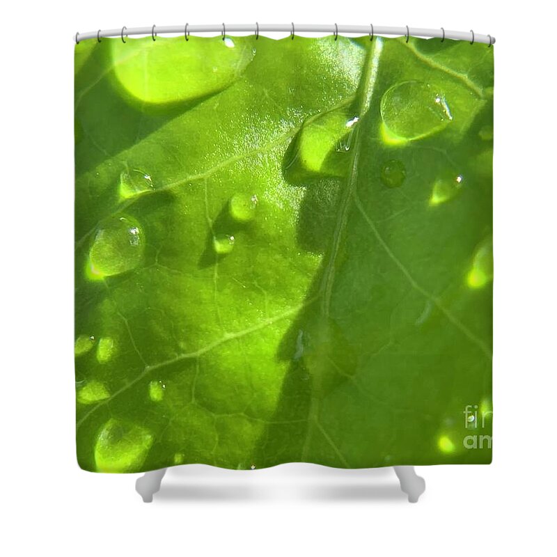 Rain Shower Curtain featuring the photograph Rain and Leaf by Catherine Wilson