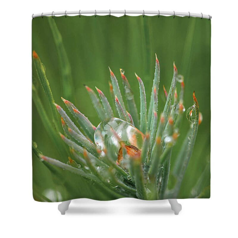 Rain Shower Curtain featuring the photograph Rain On Pine Bud by Karen Rispin