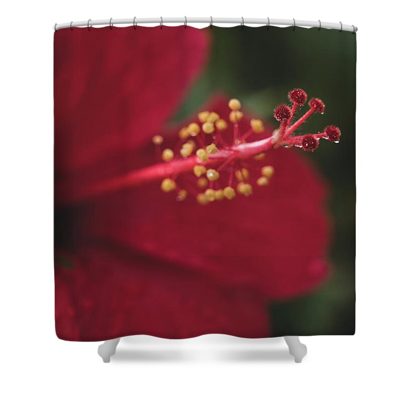 Flowers Shower Curtain featuring the photograph Rain on Red Hibiscus by Adam Johnson