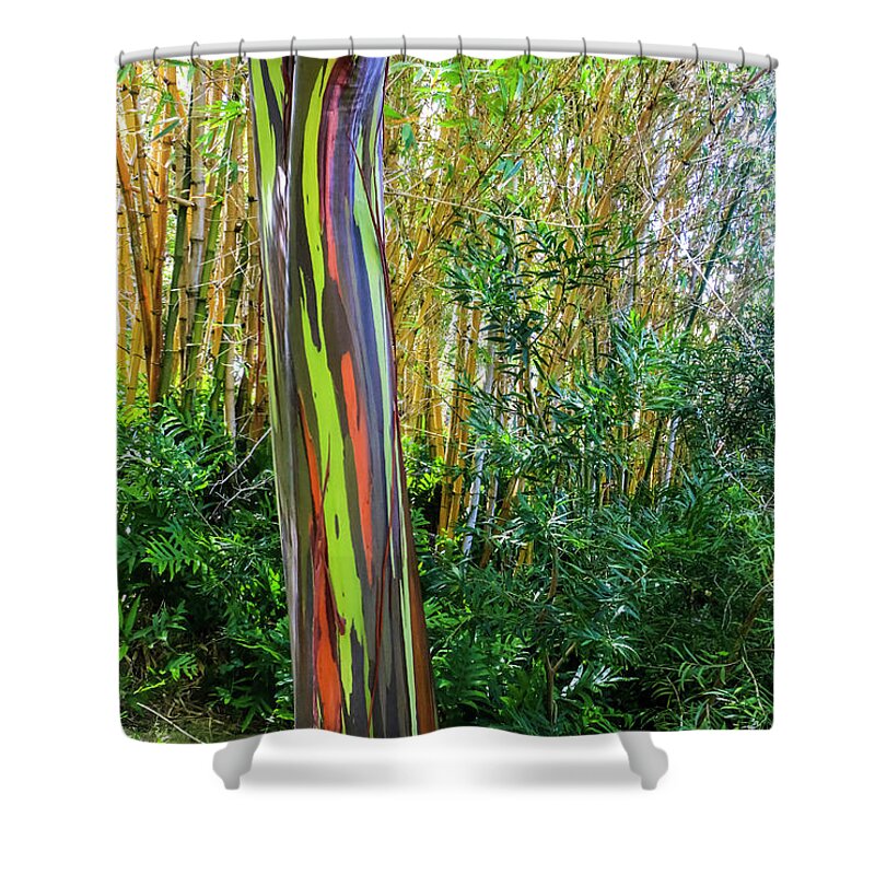 Dawn Richards Shower Curtain featuring the photograph Rainbow Eucalyptus Tree 1 by Dawn Richards