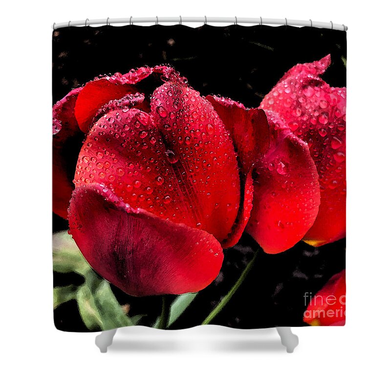Tulips Shower Curtain featuring the photograph Raindrops on Tulips by Jeanette French