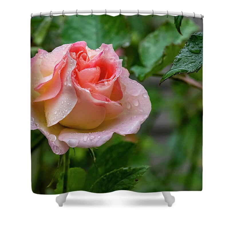 Rose Shower Curtain featuring the photograph Rainy Rose by Cathy Kovarik