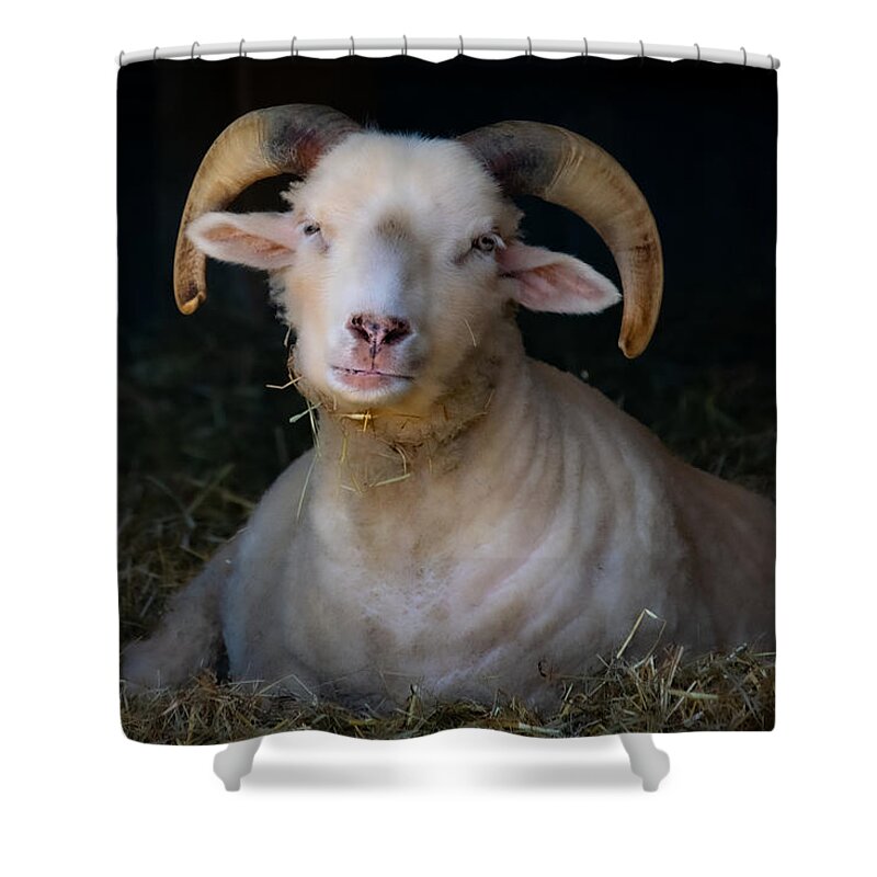 Ram Shower Curtain featuring the photograph Ram in Barn II by Linda Bonaccorsi