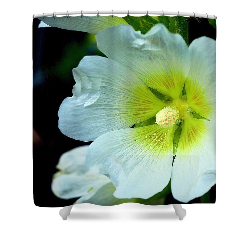 Hollyhock Shower Curtain featuring the photograph Random Seeding by Alida M Haslett