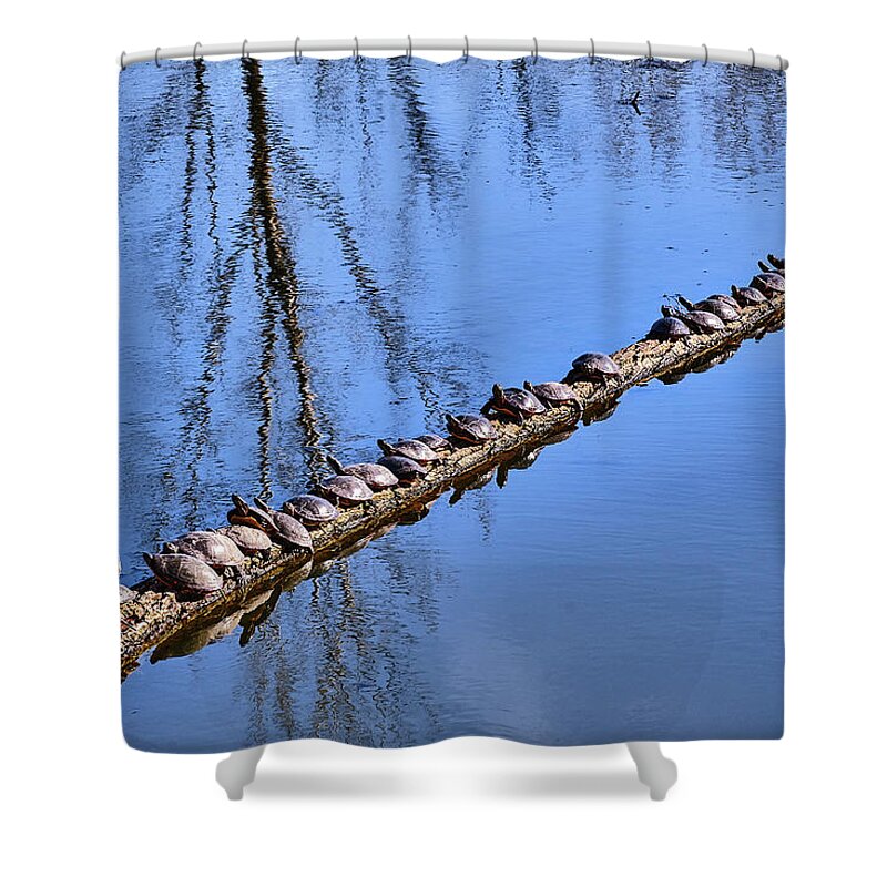 Faune Shower Curtain featuring the photograph Ranked turtles by Carl Marceau