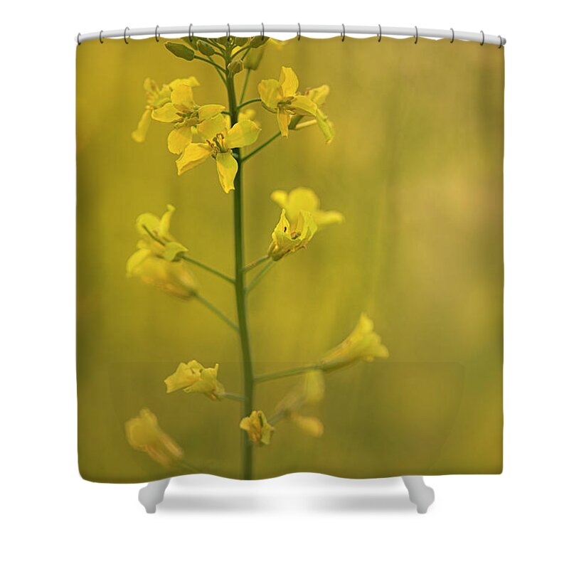 Rapeseed Shower Curtain featuring the photograph Rapeseed flowers by Karen Rispin