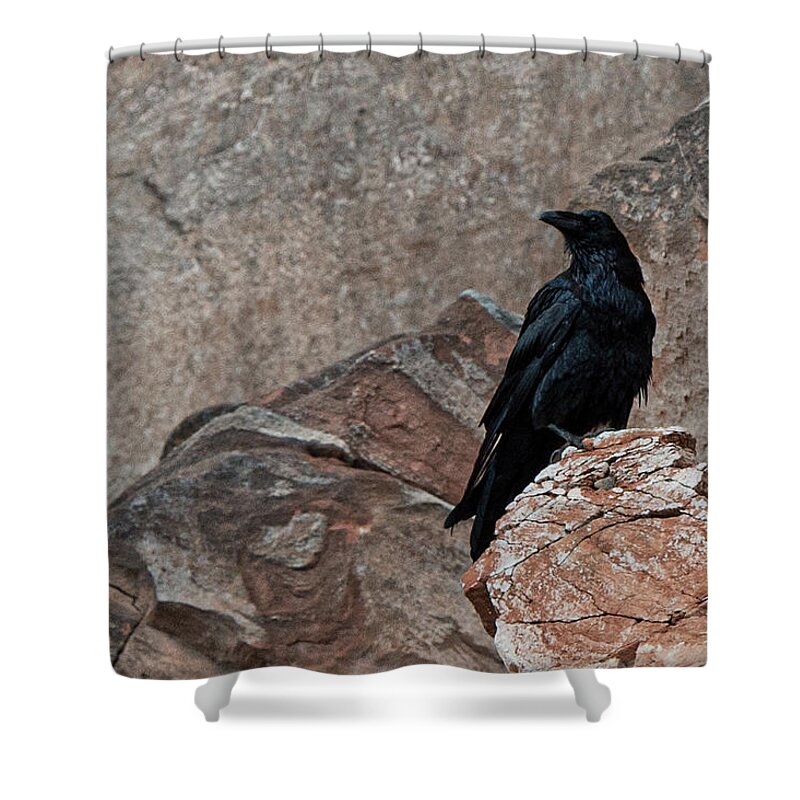 Raven Shower Curtain featuring the photograph Raven in Lake Powell by Bonnie Colgan