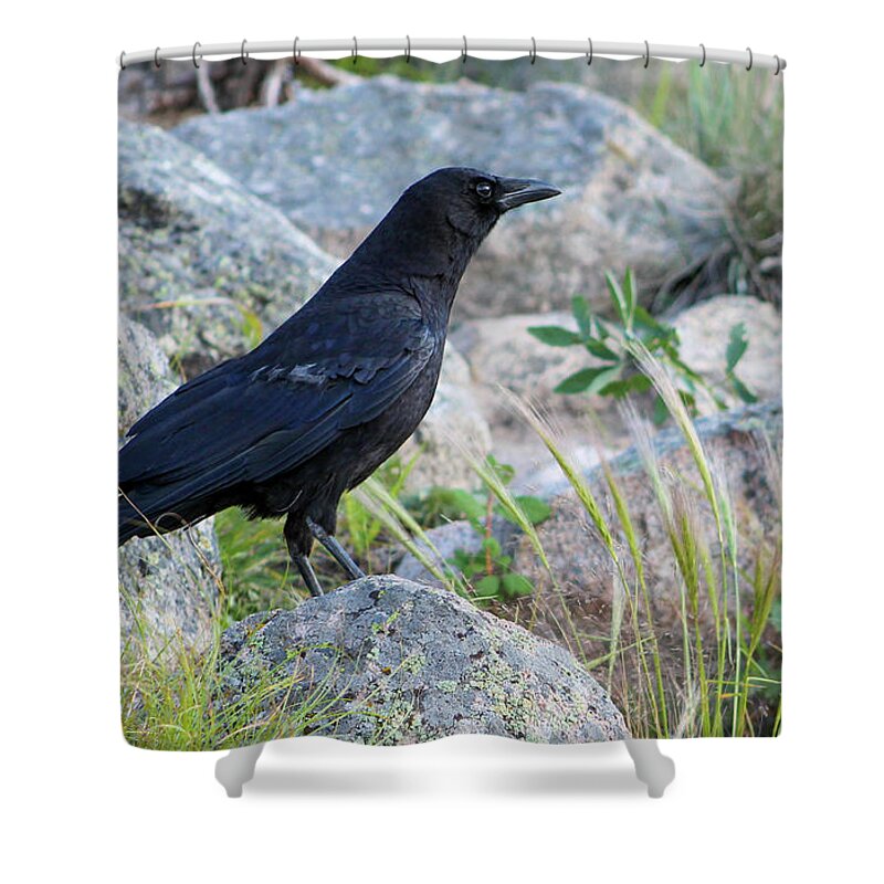 Raven Shower Curtain featuring the photograph Raven on the Rocks by Shirley Dutchkowski