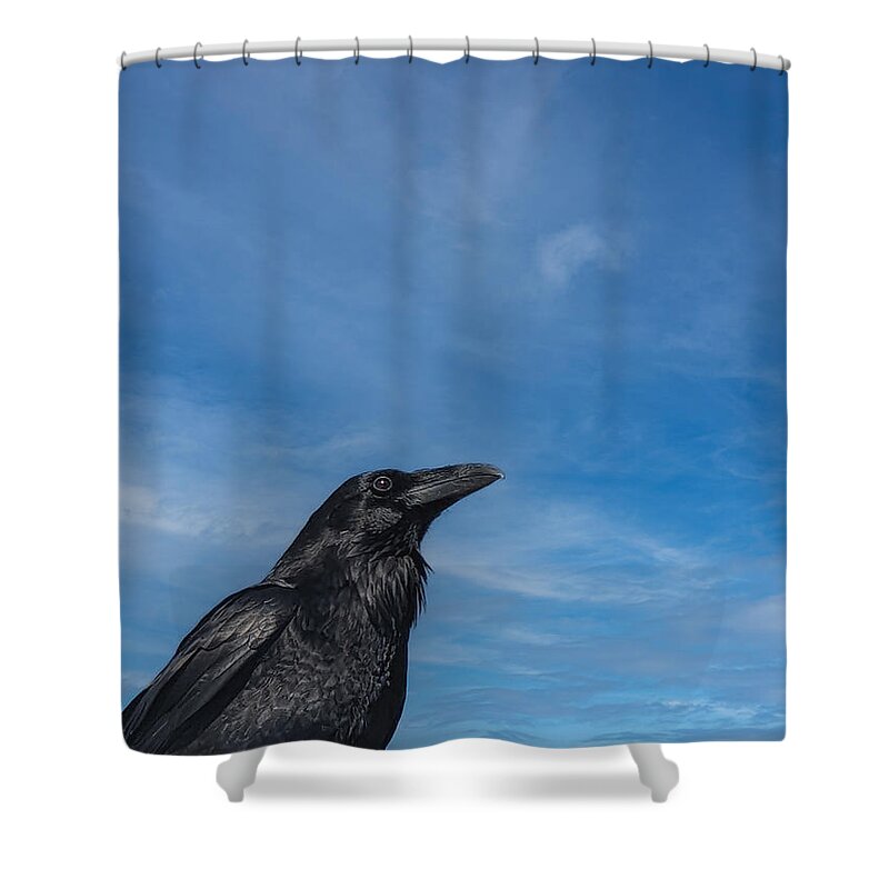 Raven Shower Curtain featuring the photograph Raven Portrait by Laura Putman