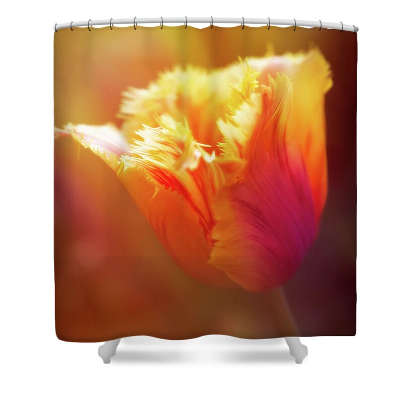 Fringed Tulip Shower Curtain featuring the photograph Ray of Beauty by Venetta Archer