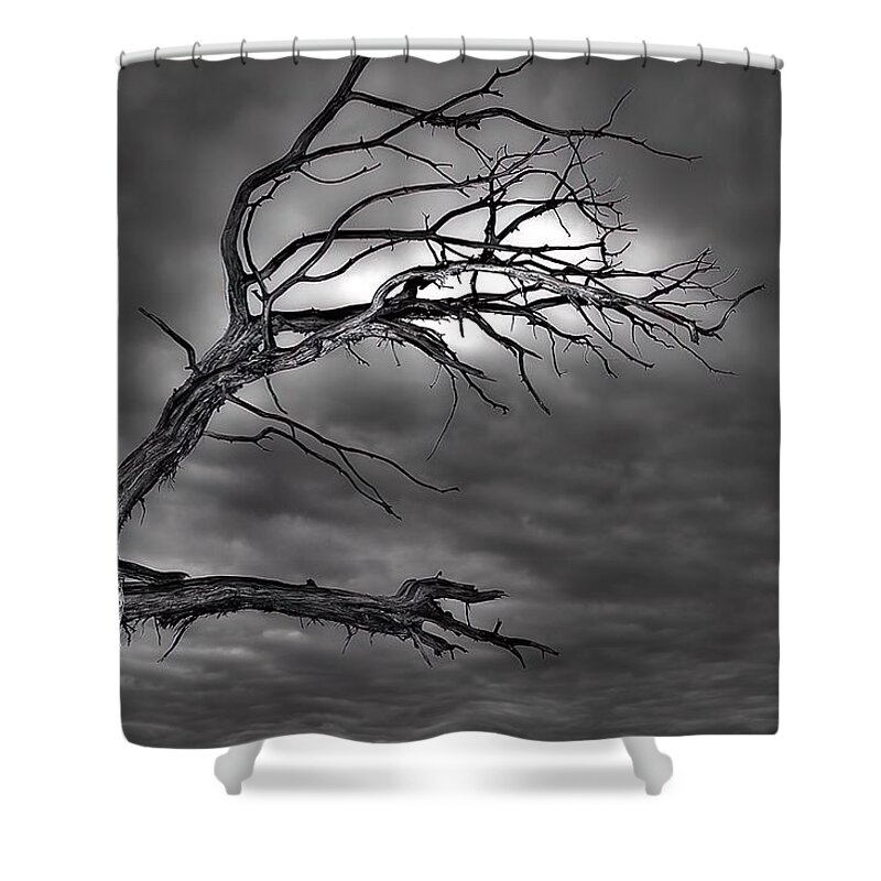 Branches Shower Curtain featuring the photograph Reaching by DArcy Evans