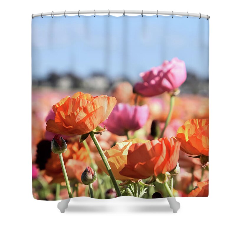 Ranunculus Shower Curtain featuring the photograph Reaching for the Sky by Christina McGoran