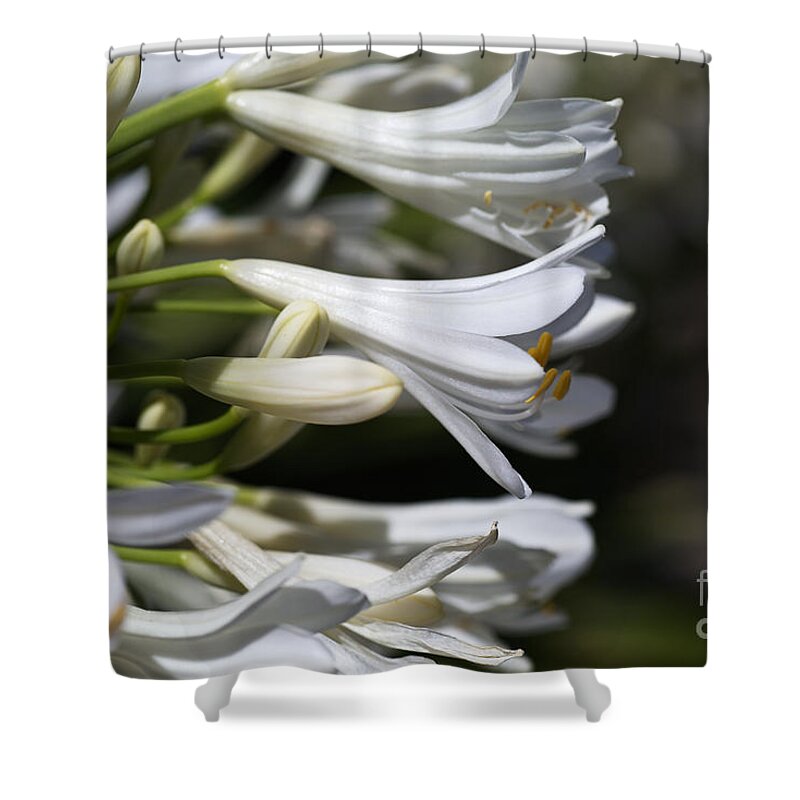 Lily Of The Nile Shower Curtain featuring the photograph Reaching Out Agapanthus by Joy Watson