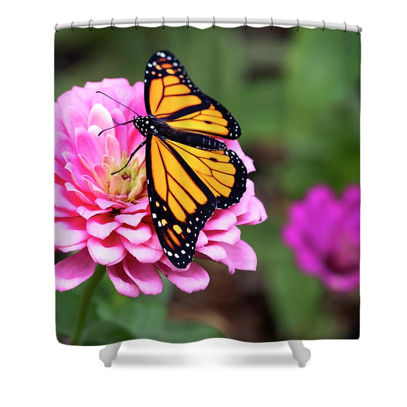 Butterfly Shower Curtain featuring the photograph Ready for Takeoff by Patty Colabuono