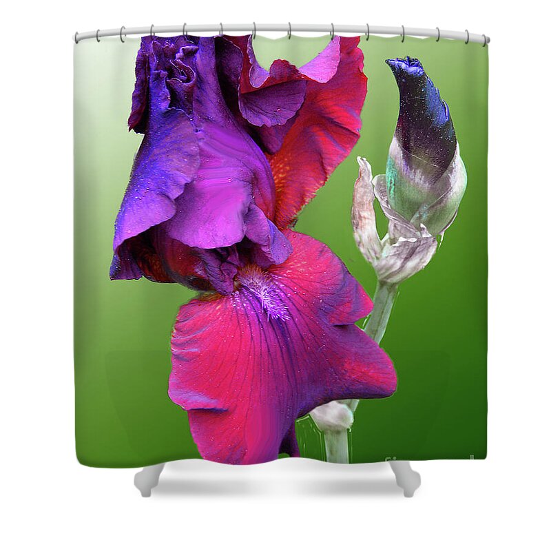 Flora Shower Curtain featuring the photograph Red and Purple Iris by Mariarosa Rockefeller