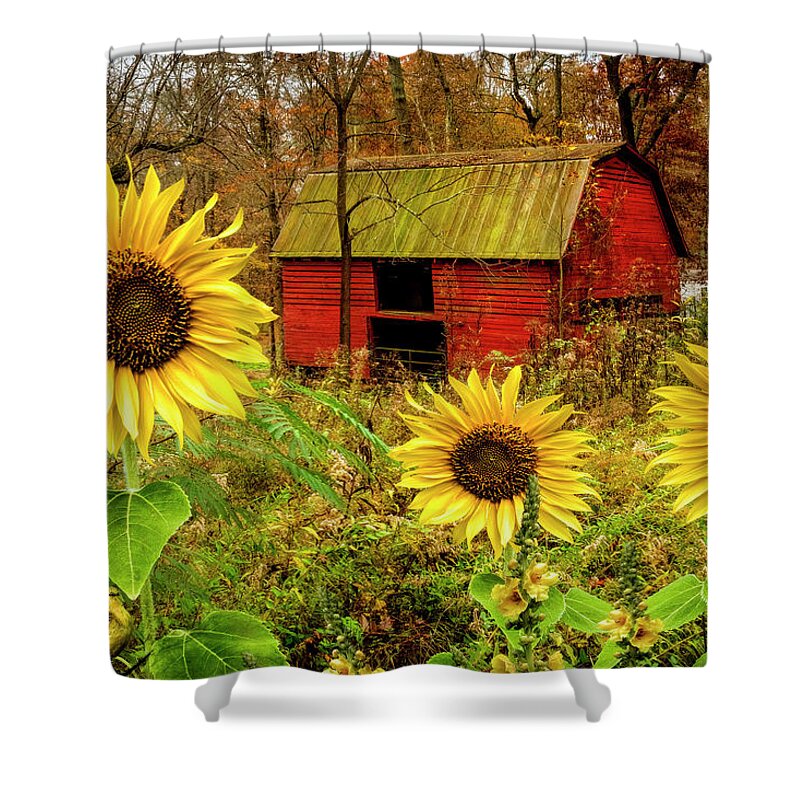Sunflower Shower Curtain featuring the photograph Red Barn in Sunflowers II by Debra and Dave Vanderlaan