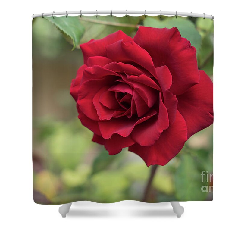 Red Rose Shower Curtain featuring the photograph Red beauty in the garden by Adriana Mueller