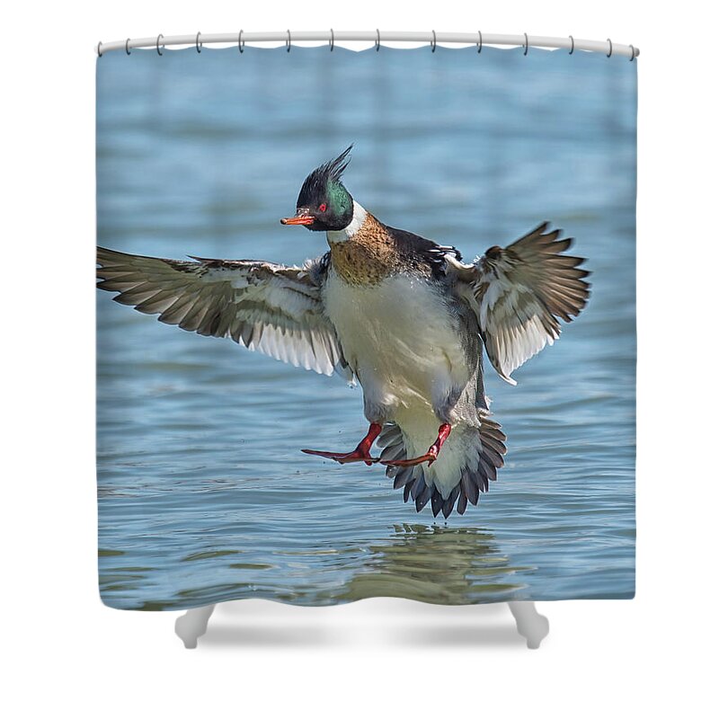 Duck Shower Curtain featuring the photograph Red-breasted Merganser Landing by CR Courson