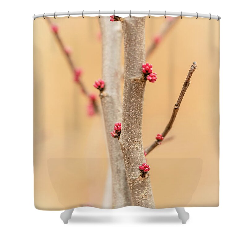 Eastern Red Bud Tree Shower Curtain featuring the photograph Red Bud Buds 3 by Joni Eskridge