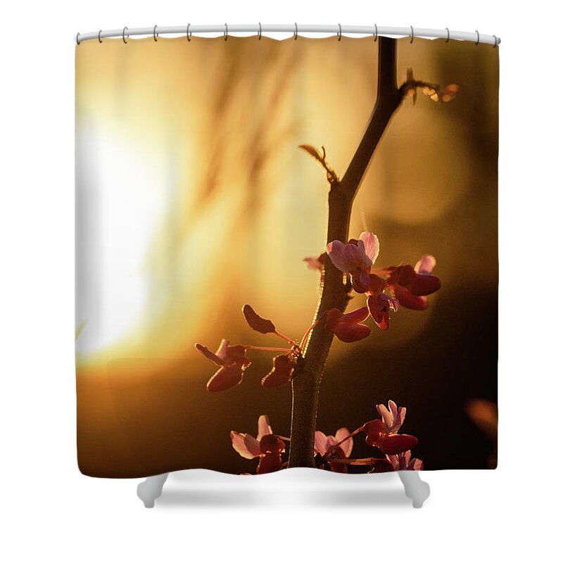 Eastern Red Bud Tree Shower Curtain featuring the photograph Red Bud Sunset by Joni Eskridge