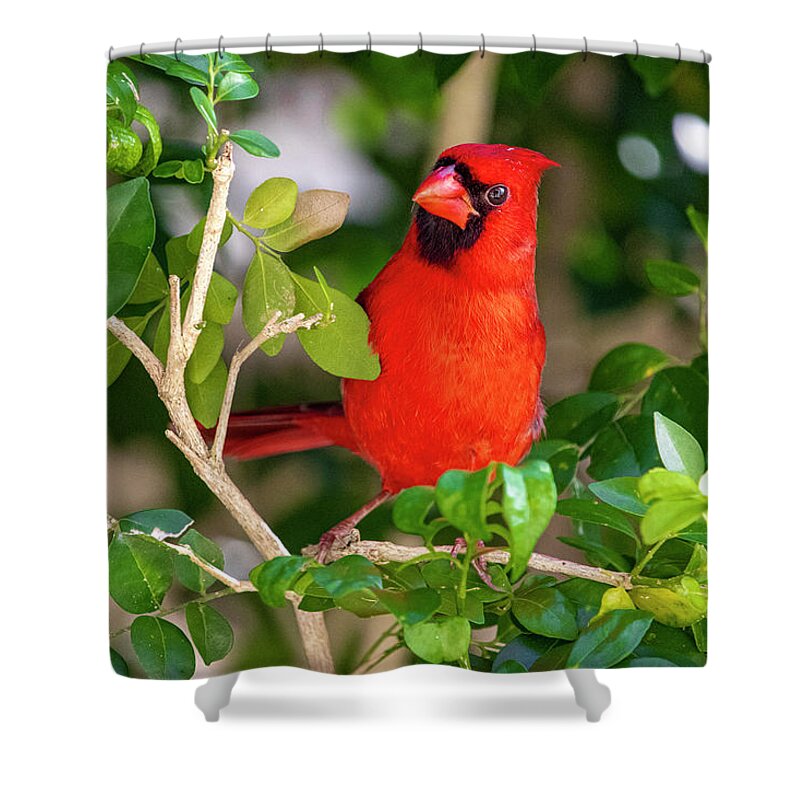 Bird Shower Curtain featuring the photograph Red Cardinal Perched by Blair Damson