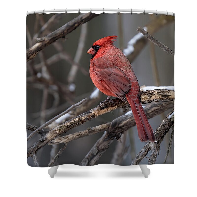 Cardinal Shower Curtain featuring the photograph Red Crested by James Overesch