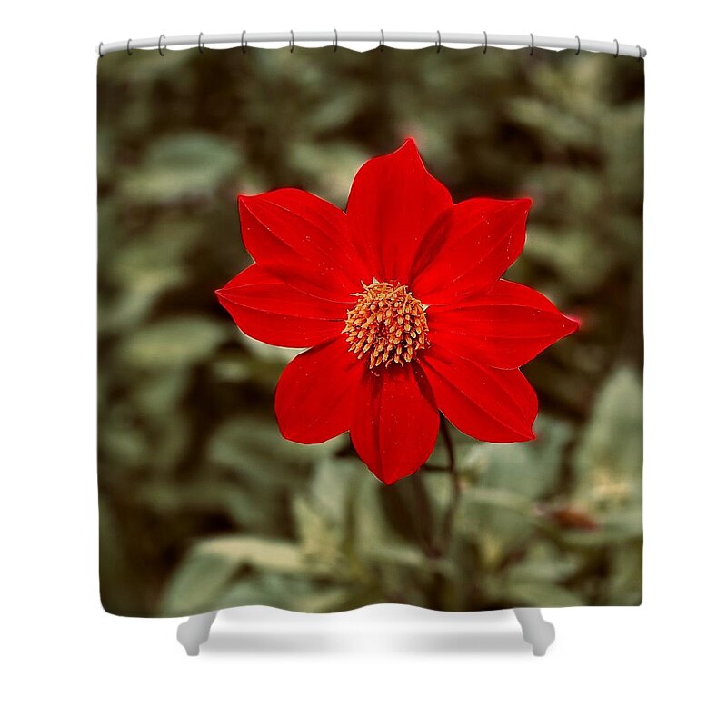Red Shower Curtain featuring the photograph Red Dahlia by Jerry Abbott
