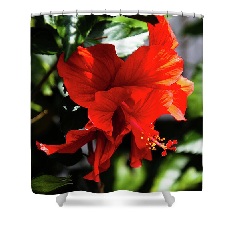 Florida Shower Curtain featuring the photograph Red Double Hibiscus Fruitland Park Florida by Philip And Robbie Bracco