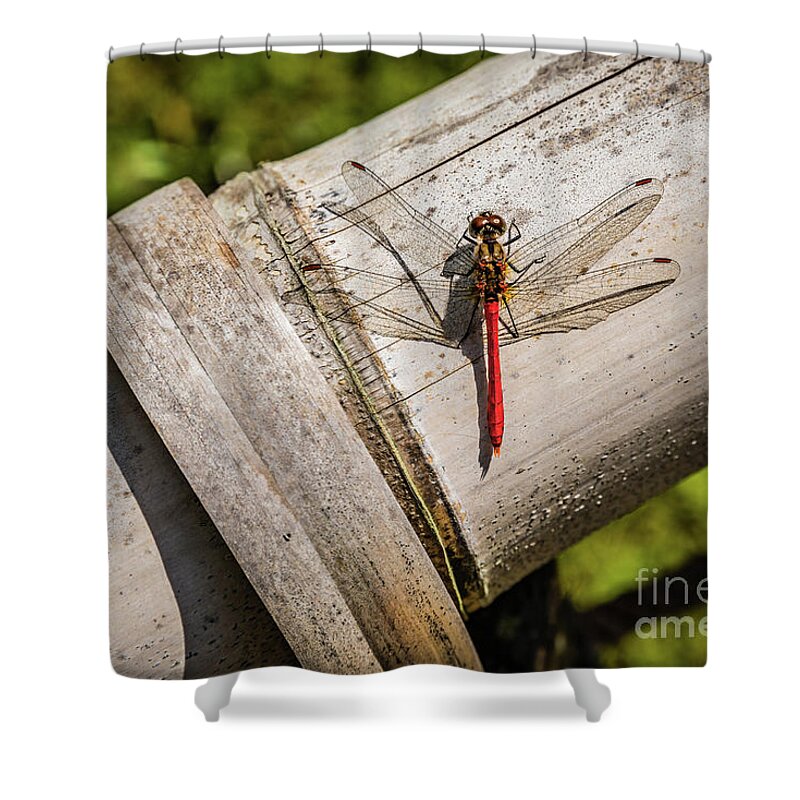 Dragonfly Shower Curtain featuring the photograph Red dragonfly by Lyl Dil Creations