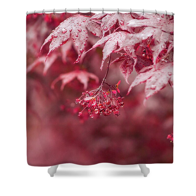 Red Shower Curtain featuring the photograph Red Emperor Maple in Spring by Auden Johnson