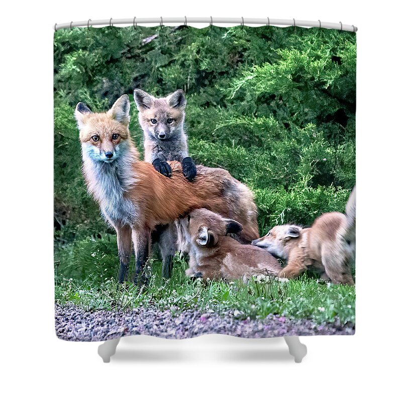 Fox Shower Curtain featuring the photograph Red Fox Family by Judi Dressler