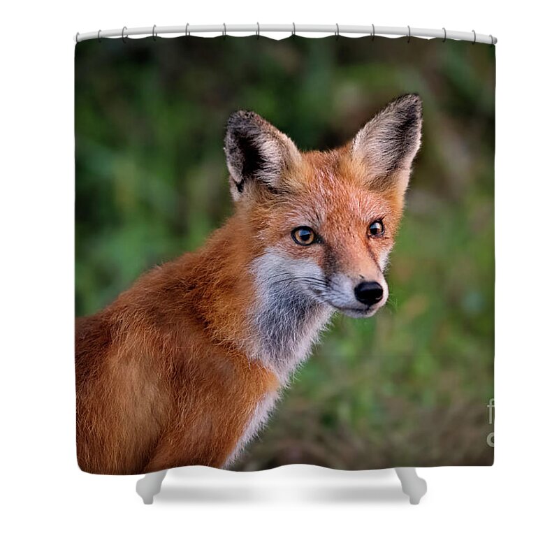 Red Fox Shower Curtain featuring the photograph Red Fox Portrait by Rehna George