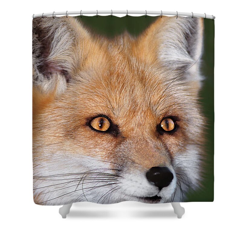 Red Fox Shower Curtain featuring the photograph Red Fox Portrait Wildlife Rescue by Dave Welling